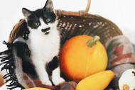 Potential Thanksgiving Hazards for Cats and How to Keep Them Safe