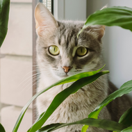 10 Pet Safe Houseplants