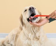 The Importance of Dental Care in Pets 