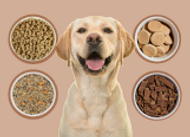 Freeze-Dried vs Gently Cooked vs Raw vs Air-Dried vs Dehydrated : Dog Food Types Explained + What’s Best for Your Dog