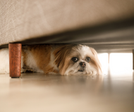 Eight Calming Products to Try for your Pet