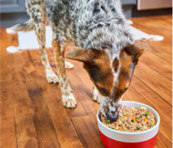 The Power of Fresh & Frozen: Boosting Your Dog’s Coat and Skin Health