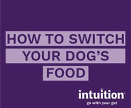 How to Switch Your Dog's Food