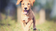 Keeping Your Puppy Entertained: The Benefits of Training and Enrichment Toys and Activities