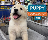 How to Socialize Your New Puppy: A Guide to Raising a Confident, Happy Dog