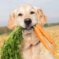 The Raw Advantage: Exploring the Benefits of Feeding Your Pet a Raw Diet