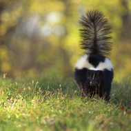 Oh No! My Dog was Sprayed by a Skunk!