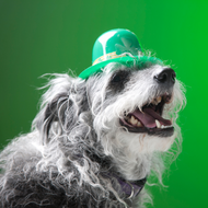 St. Patrick's Day for Your Pet 