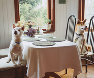 Thanksgiving Meal Scraps Safe for Your Pets