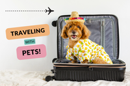 Tips & Tricks for Traveling with Pets!
