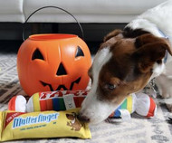 Trick-or-Treating Anxiety?