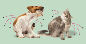 Stop the Itch Before It Starts