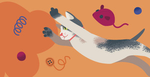 Things You Need for a Purr-fect Start