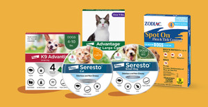 Stop the Itch Before It Starts