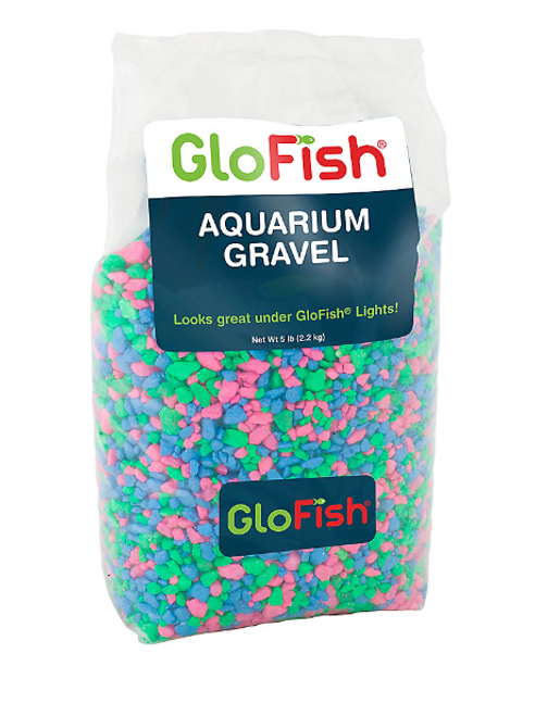  GloFish Live Fish Collections (Tetra Basic) : Pet Supplies