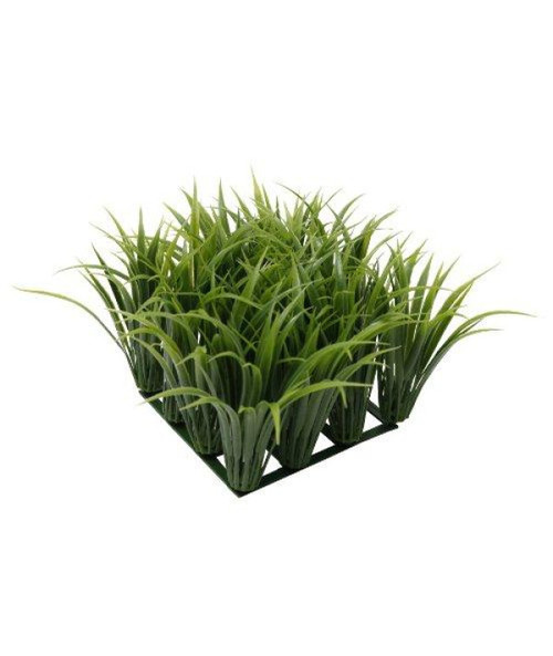 Fluval Chi Grass Aquarium Plant Fluval Chi Grass Aquarium Plant