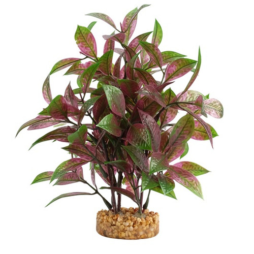 Fluval Broad Leaf Red Ludwigia Aquarium Plant 8 in