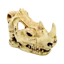Penn-plax Rhino Skull Fish Ornament 