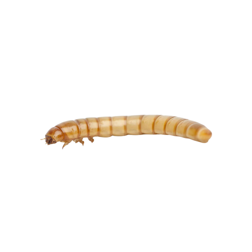 Apet Live Giant Mealworms Reptile Food 35 ct