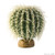 Exo Terra Barrel Cactus Terrarium Plant