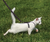 PetSafe Come With Me Kitty Harness and Lead