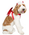 Pet Krewe Devil Dog Halloween Costume 