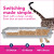 Okocat Super Soft Clumping Wood Cat Litter