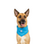 Canada Pooch Chill Seeker Cooling Pet Bandana