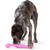 West Paw Zwig  Hot Pink Tough Dog Chew Toy Large