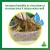 Josh's Frogs Chiliean Sphagnum Moss Reptile Substrate 100 gm