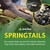 Josh's Frogs Temperate Springtails Culture 32 oz