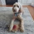 Spot Dura-Fuse Llama Leather Dog Toy, Assorted 9 in