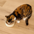 Open Farm Kitten Chicken and Salmon Pate Wet Cat Food