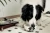 M-pets Oliver Cermaic Dog Bowl 