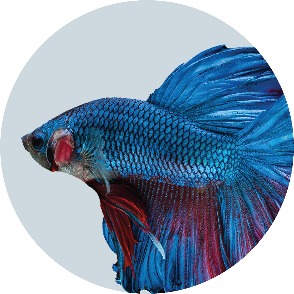 Betta Fish Aquarium Accessories Set – Next Deal Shop EU