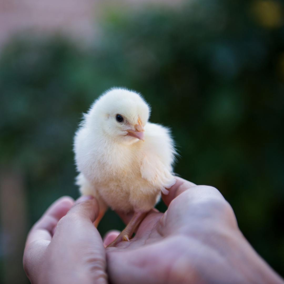 What to Know Before Getting aFeeders Pet Supply