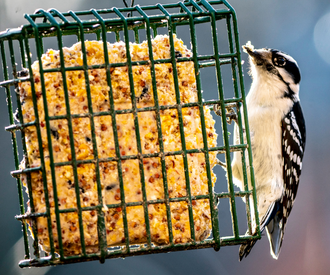How to Feed Wild Birds in the Winter - Feeders Pet Supply