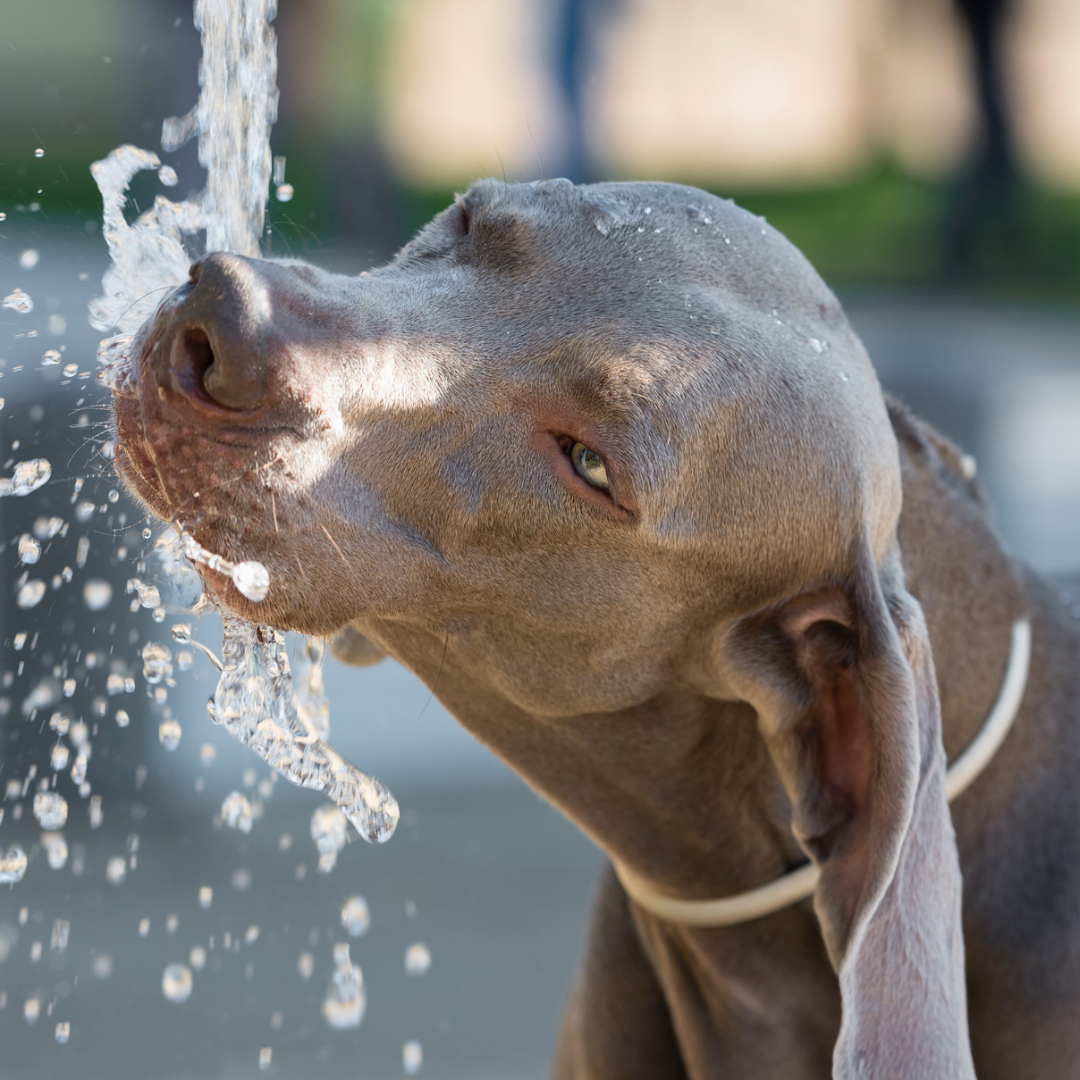 The Importance of Water for Pets and Avoiding Pet Dehydration