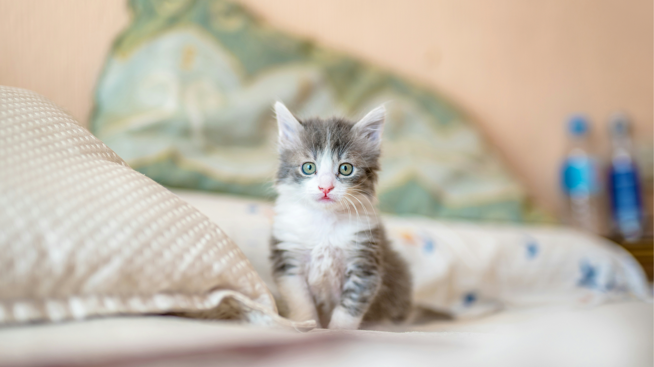 Adjusting Your Kitten to Your Home: A Guide to Housebreaking - Feeders ...
