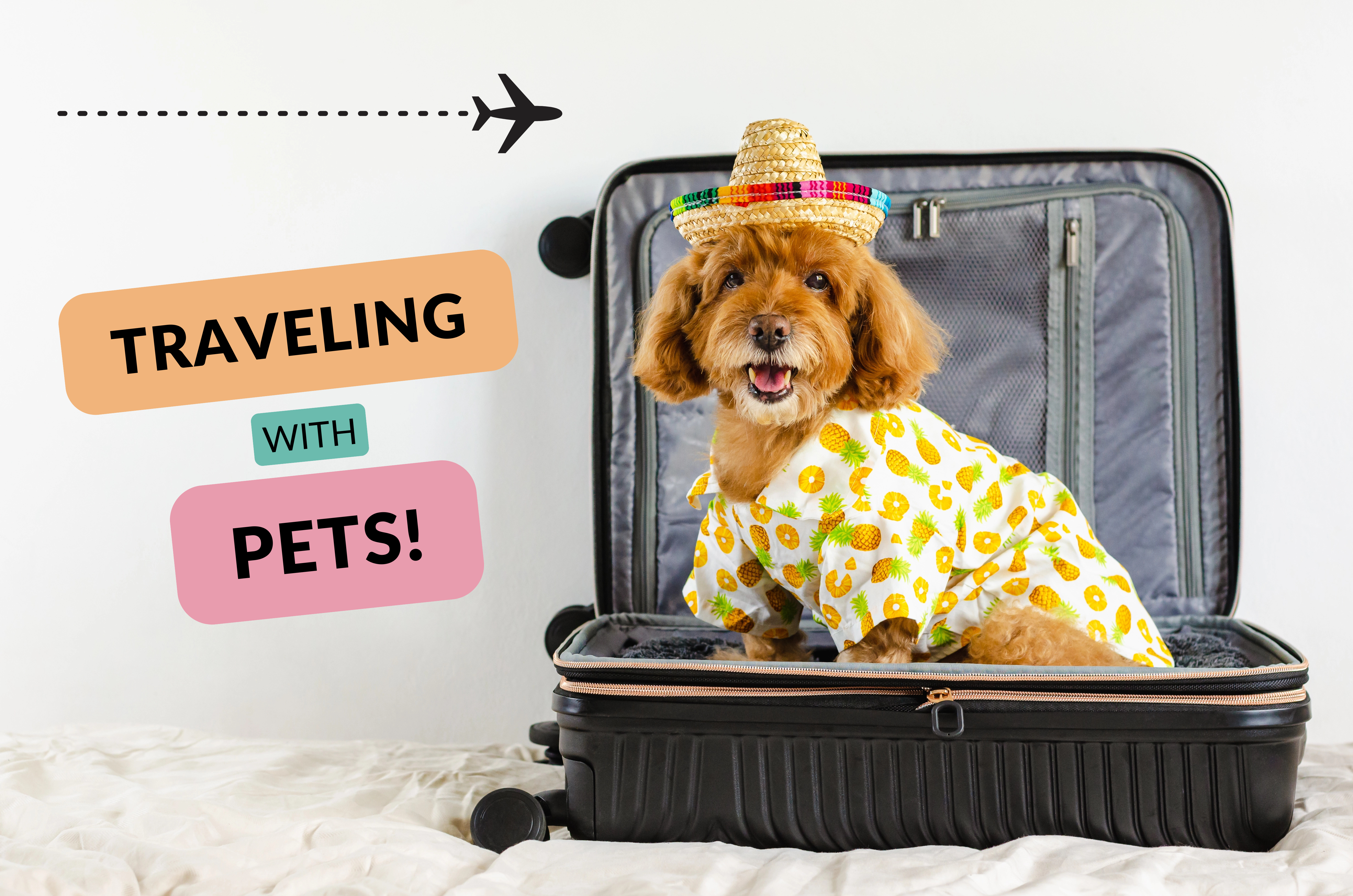 Tips & Tricks for Traveling with Pets! - Feeders Pet Supply