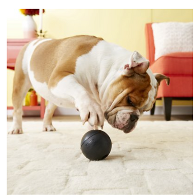 Kong Extreme Ball Dog Toy M/L - Feeders Pet Supply