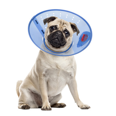 Cone Collar Calm Paws Caring Collar Medium Calm Paws Calming