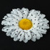 FR102123-White Daisy Flower pin