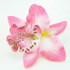 FR192028-hairflower