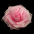 FR162025-Pink Flower
