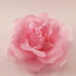 FR162025-Pink Flower