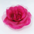 FR162025-Fuchsia  Rose Flower