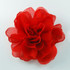 FR106109-Red Wrinkle Flower