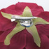 FR106100-Burgundy Rose Flower Pin