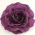 Purple Rose Flower